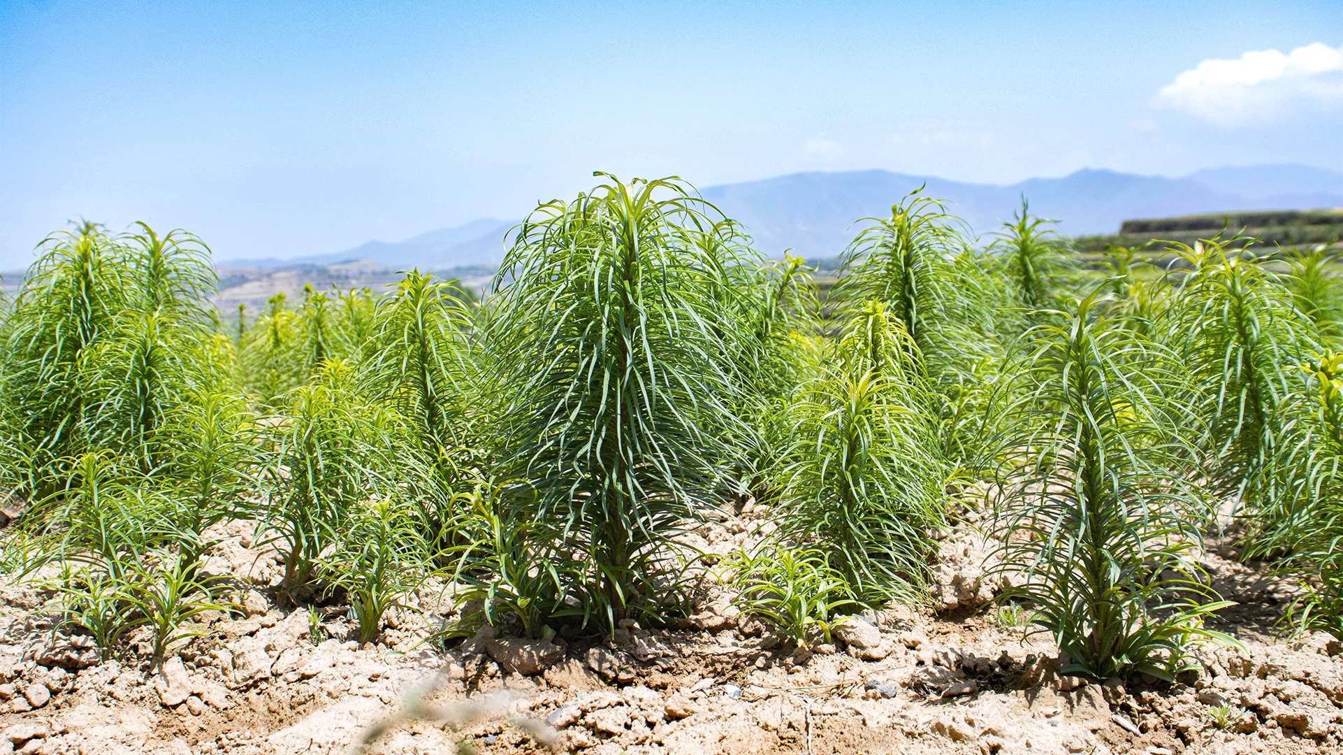 基地(dì)實拍(pāi)